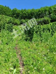 通化梅河口 100亩 灌木林地 经营权转让