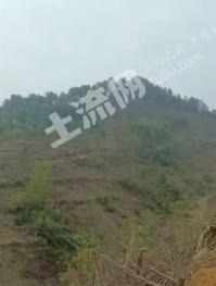 百色德保县 550亩 其它林地 经营权出租