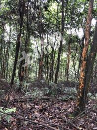 宜宾兴文县 180.41亩 灌木林地 经营权合作