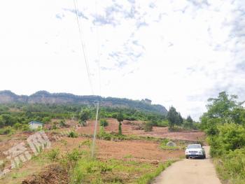 绵阳江油市 80亩 其它林地 经营权转包