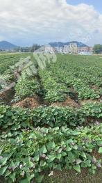 阳江江城区 126.35亩 旱地 经营权转让