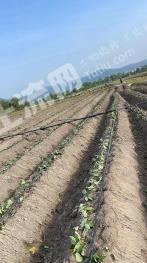 阳江江城区 119.74亩 旱地 经营权转让