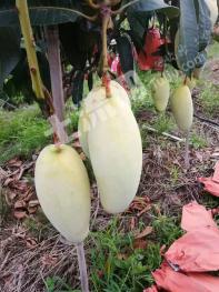 攀枝花米易县 20亩 其它林地 经营权转让