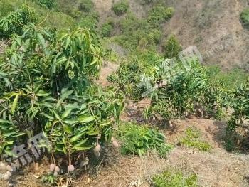 玉溪元江哈尼族彝族傣族自治县 12.42亩 其它林地 经营权转让