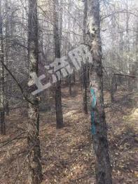 牡丹江阳明区 137亩 乔木林地 经营权转让
