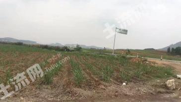 百色田林县 10000亩 其它林地 经营权转包