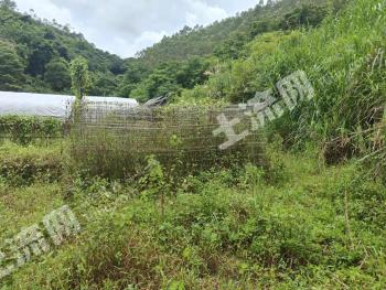 茂名信宜市 32亩 农场 使用权转让