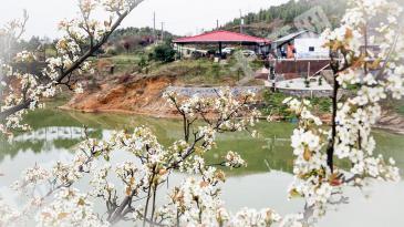 郴州桂阳县 130亩 其它林地 经营权出租