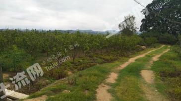 红河建水县 80亩 水浇地 经营权出租