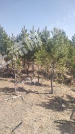 乌兰察布丰镇市 500亩 灌木林地 经营权转让