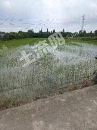 上海崇明县 120亩 水田 经营权出租