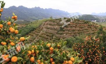 常德石门县 200亩 果园 经营权出租