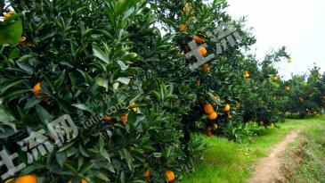 常德石门县 78亩 果园 经营权出租