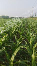 常德桃源县 485亩 旱地 经营权出租