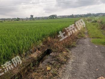 茂名茂南区 90亩 水田 经营权出租