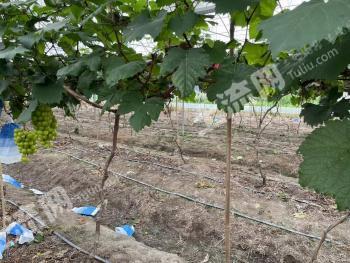 茂名茂南区 35亩 其它园地 经营权转让
