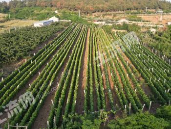 大连旅顺口区 14.47亩 果园 经营权转包