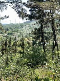 烟台栖霞市 80亩 乔木林地 经营权转让