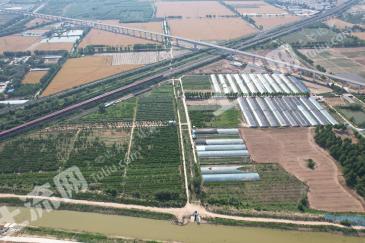 聊城东昌府区 96.75亩 果园 经营权出租