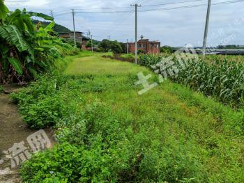 南宁横州市 43.1亩 水田 经营权出租