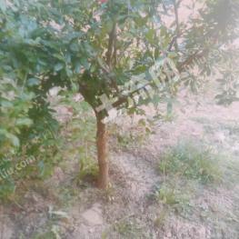 洛阳宜阳县 60亩 果园 经营权出租