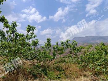 玉溪峨山彝族自治县 115.96亩 水浇地 经营权转让