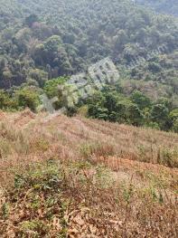 西双版纳勐海县 20000亩 旱地 经营权出租