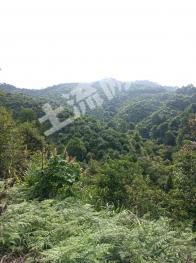 怀化中方县 100.51亩 乔木林地 经营权合作