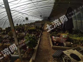 烟台莱山区 12亩 水浇地 经营权出租