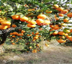 荆州松滋市 380亩 果园 经营权出租