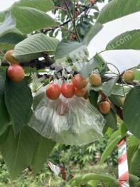 许昌禹州市 70亩 果园 经营权出租