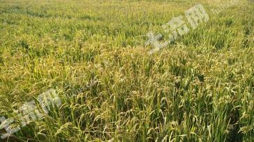 松原前郭尔罗斯蒙古族自治县 675亩 水田 经营权出租