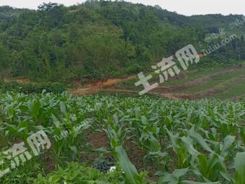 西双版纳勐海县 150亩 旱地 经营权出租