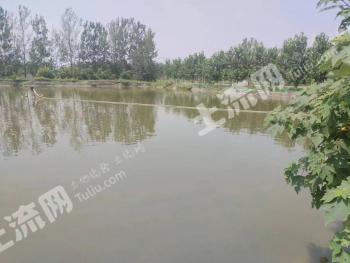 徐州新沂市 52.29亩 坑塘水面 经营权转包