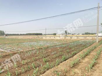 保定满城区 3亩 水浇地 经营权转让