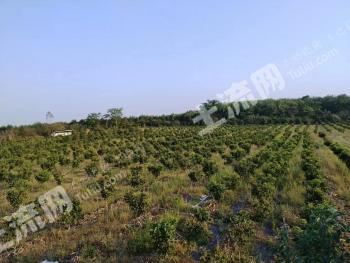 儋州雅星镇49.76亩其它园地经营权出租