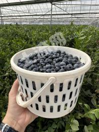 楚雄禄丰县 150亩 果园 经营权转让