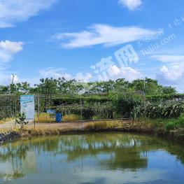 广州番禺区 25亩 果园 经营权出租