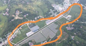 六安金寨县 220.1亩 果园 经营权入股