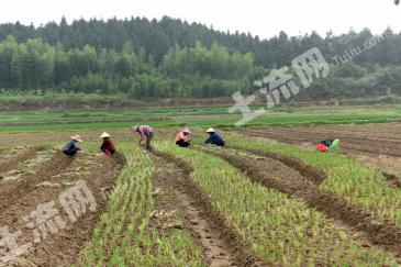 永州双牌县 500亩 旱地 经营权出租