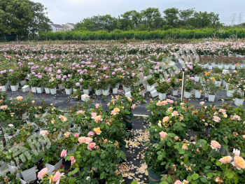 苏州吴江区 15.55亩 旱地 经营权转让