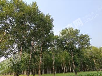 齐齐哈尔富裕县 1000亩 其它林地 经营权转包