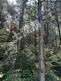 吉安永新县 2500亩 乔木林地 经营权出租