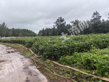 凉山会东县 2755.23亩 旱地 经营权出租