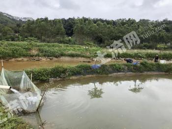 梅州丰顺县 25亩 设施农用地 经营权出租