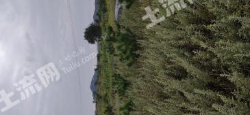 烟台龙口市 600亩 其它林地 经营权转让