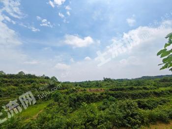 岳阳岳阳楼区 1800亩 其它林地 经营权出租