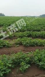 开封祥符区 55亩 水浇地 经营权出租