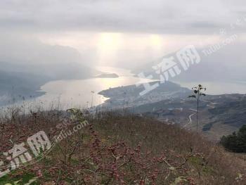 雅安汉源县 175.45亩 果园 经营权转让