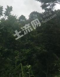云浮郁南县 200亩 其它林地 经营权转让